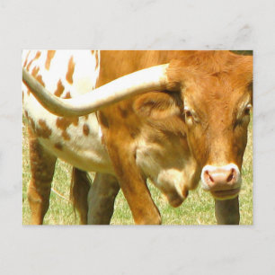 Texas Longhorn Up Fermer carte postale