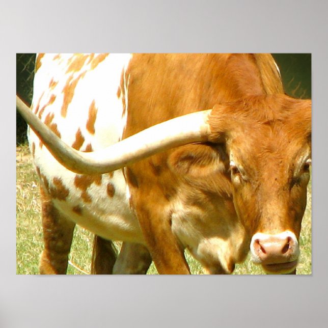 Texas Longhorn Up gros poster (Devant)