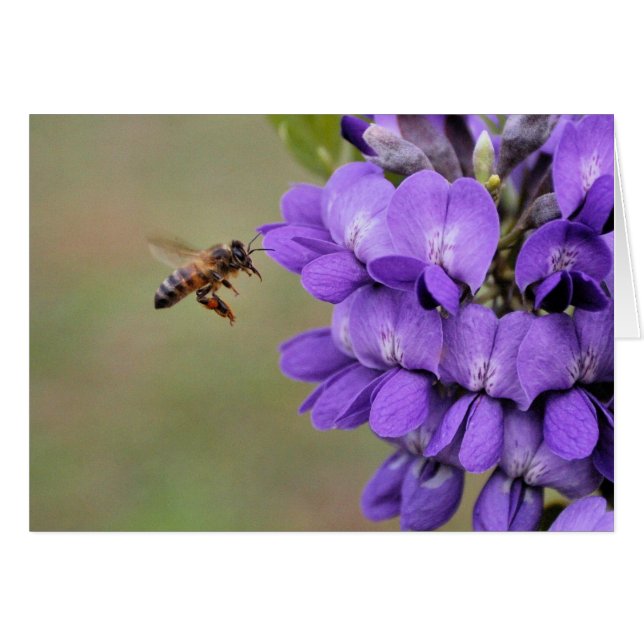 Texas Mountain Laurel (Vorderseite (Horizontal))