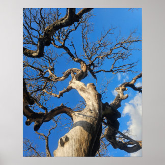 Texas Oak Scarred From Wildfire Poster
