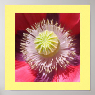 Texas Pink Skullcap Print Poster