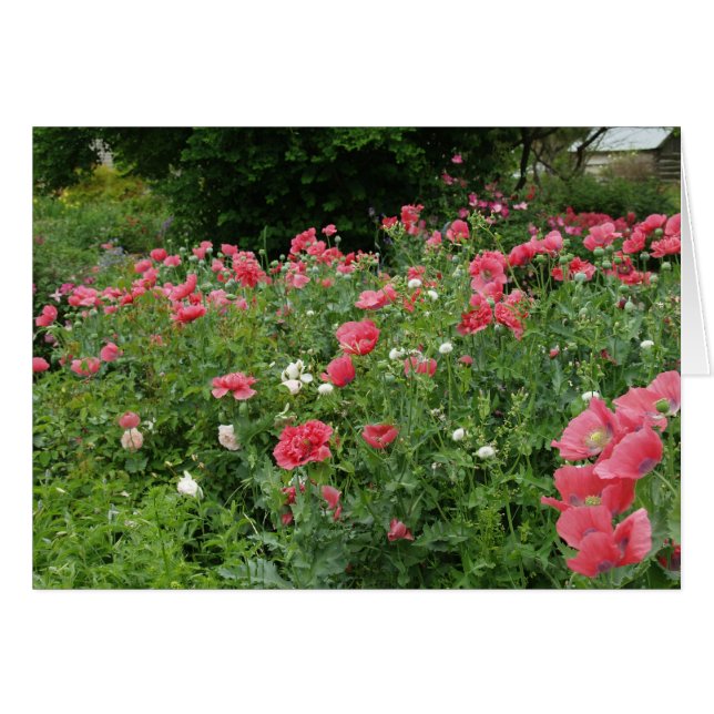 Texas Poppies (Vorderseite (Horizontal))