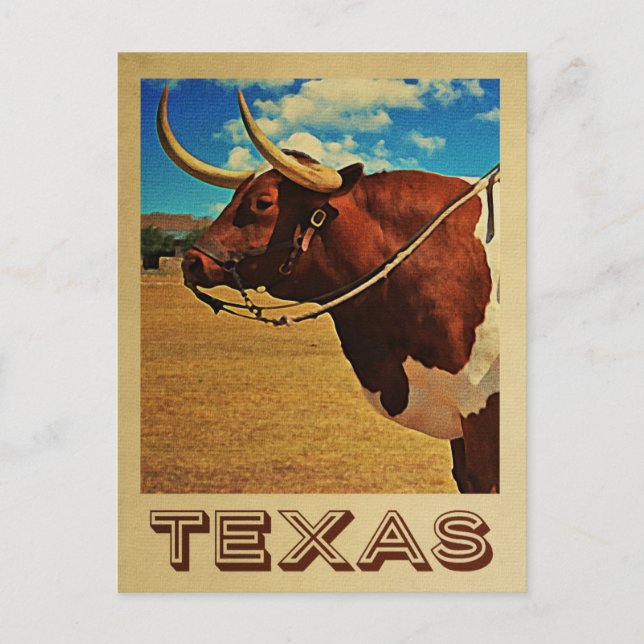 Texas Postcard Bull Vintage Travel Cattle Ranch Postkarte (Vorderseite)