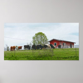 Texas Rind und alter roter Stall Poster