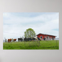 Texas-Rinder und alte rote Scheune