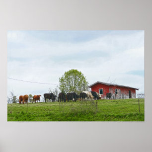 Texas-Rinder und alte rote Scheune Poster