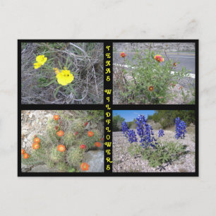 Texas Roadside Wildblumen Postkarte