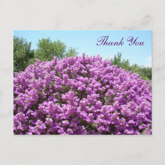 Texas Sage Vielen Dank Postcard Postkarte