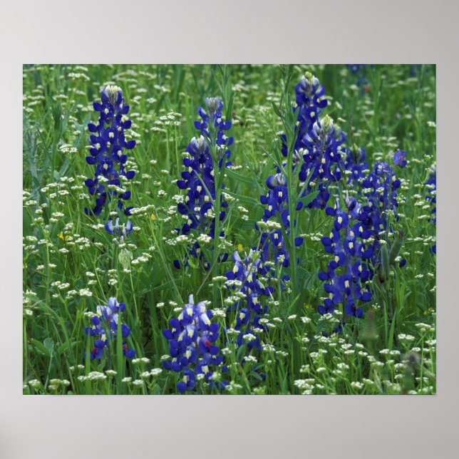 Texas, See Buchanan. Texas Bluebonnet und Wild Poster (Vorne)