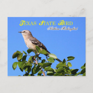 Texas Staat Bird - Northern Mockingbird Postkarte