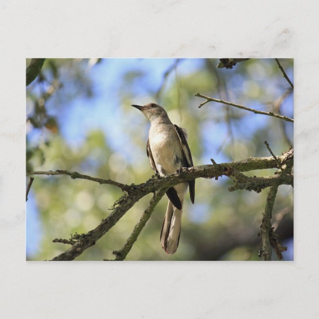 Texas Staat Bird Post Card Postkarte (Vorderseite)
