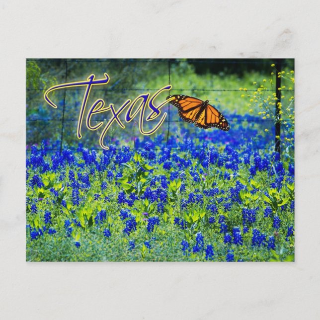 Texas Staat Blume - Bluebonnets Postkarte (Vorderseite)