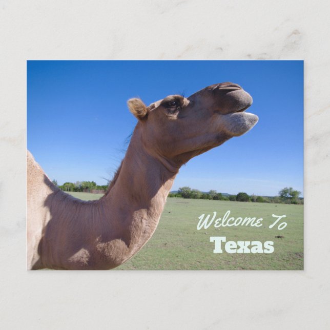 Texas Staat Postkarte (Vorderseite)