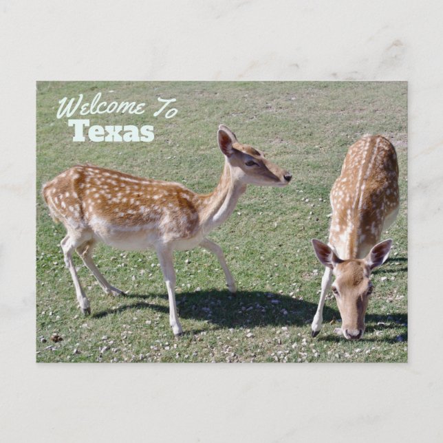 Texas Staat Postkarte (Vorderseite)