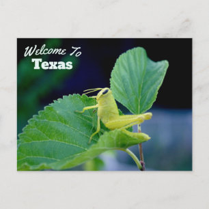 Texas Staat Postkarte