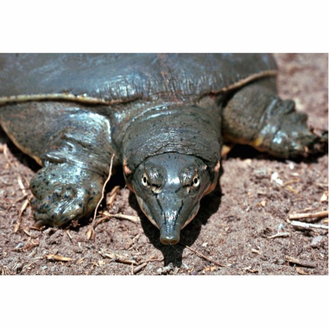 Texas stachelige softshell Schildkröte Freistehende Fotoskulptur (Vorne)