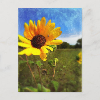 Texas Sunblumen von Jill Postkarte
