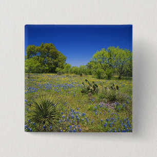 Texas, Texas Hill Country, Low bladderpod, Button
