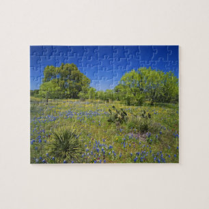 Texas, Texas Hill Country, Niedrige Blasenfrucht,