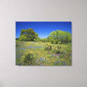 Texas, Texas Hill Country, Niedrige Blasenfrucht, Leinwanddruck