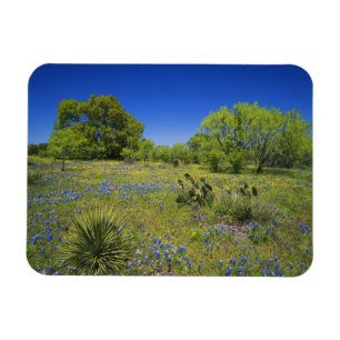Texas, Texas Hill Country, Niedrige Blasenfrucht, Magnet