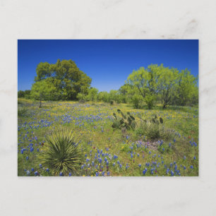 Texas, Texas Hill Country, Niedrige Blasenfrucht, Postkarte