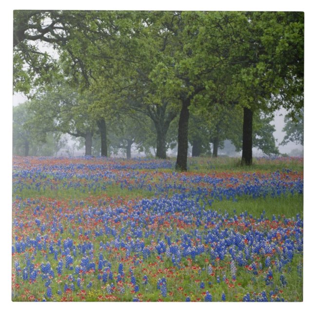 Texas, Texas Hill Country, Texas Paintbrush und Fliese (Vorderseite)