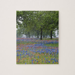 Texas, Texas Hill Country, Texas-Pinsel und