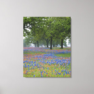 Texas, Texas Hill Country, Texas-Pinsel und Leinwanddruck