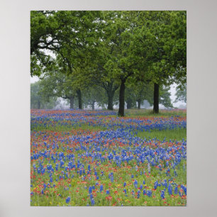 Texas, Texas Hill Country, Texas-Pinsel und Poster