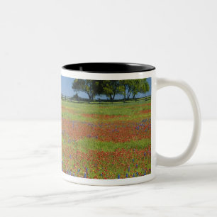 Texas, Texas Hill Country, Texas Pinselkraut Zweifarbige Tasse
