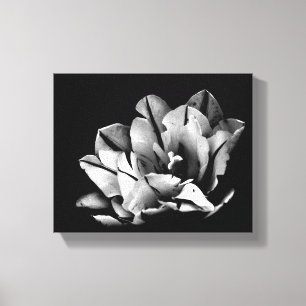 Texas Tulips Canvas Print Leinwanddruck