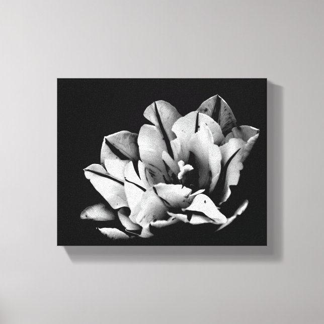 Texas Tulips Canvas Print Leinwanddruck (Vorderseite)