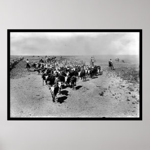 Texas-Vieh-Antrieb Poster