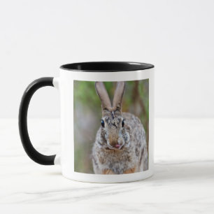 Texas-Waldkaninchenkaninchen Tasse
