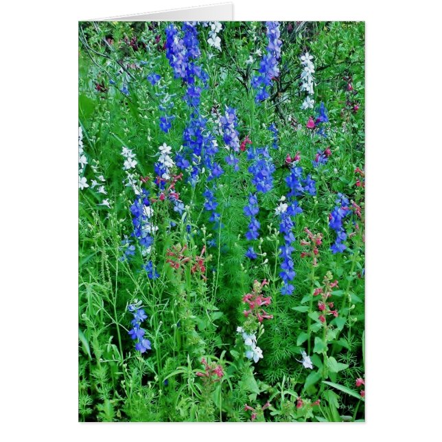 Texas Wild Blume (Vorne)