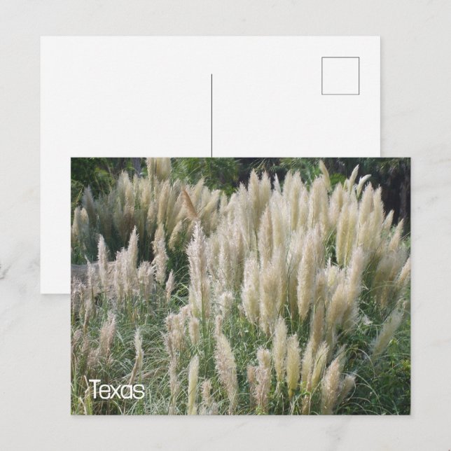 Texas Wild Blume Postkarte (Vorne/Hinten)
