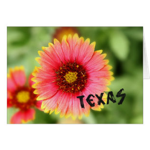 Texas-Wildblume