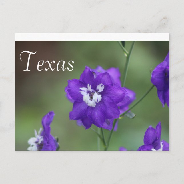 Texas-Wildblume Postcard-Lila Wildblume Postkarte (Vorderseite)