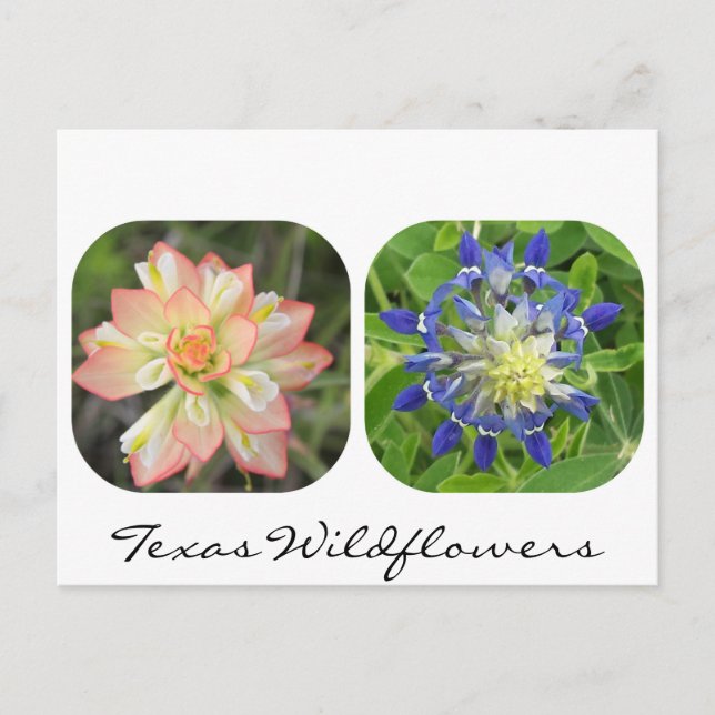 Texas Wildblumen Postcard Postkarte (Vorderseite)