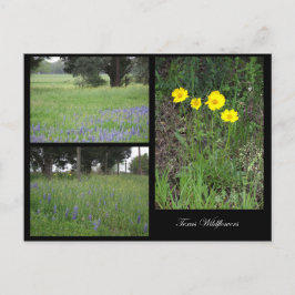 Texas Wildblumen Postcard Postkarte