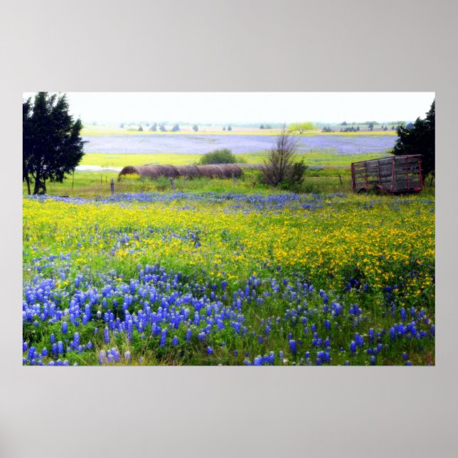 Texas-Wildblumen Poster (Vorne)