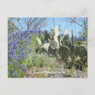 Texas-Wildblumen- und Kaktus-Postkarte   Souvenir Postkarte