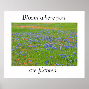 Texas Wildflowers Poster