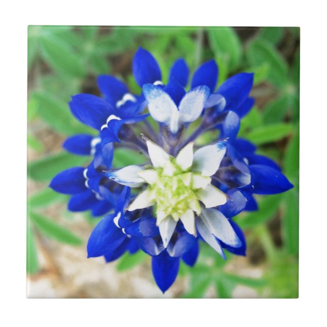 Texasbluebonnet-Draufsicht Fliese (Vorderseite)