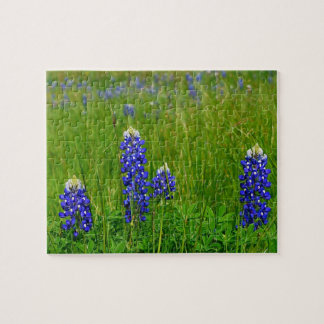 TexasBluebonnets