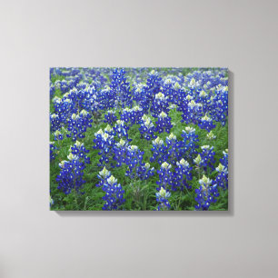 Texasbluebonnets-Feld 2 dehnte Leinwand-Druck aus Leinwanddruck
