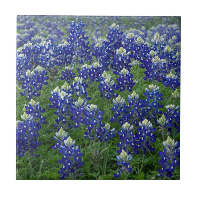 Texasbluebonnets-Feld-Foto Fliese (Vorderseite)
