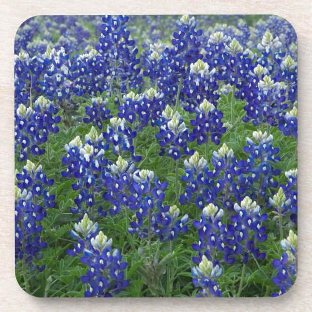 Texasbluebonnets-Feld-Foto Untersetzer (Vorderseite)
