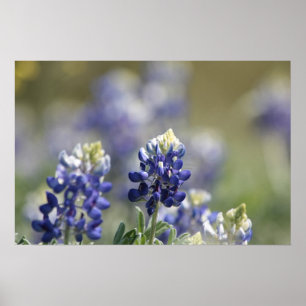 Texasbluebonnets-Fotografie-Reihe #7 Poster
